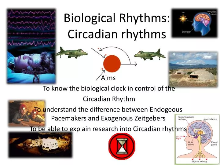 biological rhythms circadian rhythms