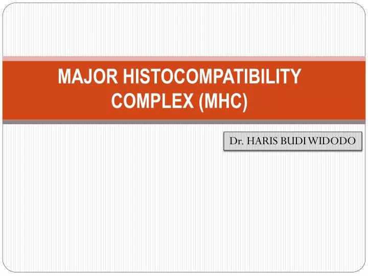 major histocompatibility complex mhc