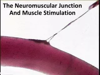 The Neuromuscular Junction And Muscle Stimulation