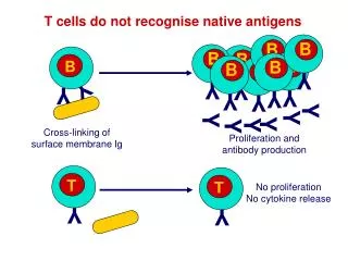 T cells do not recognise native antigens