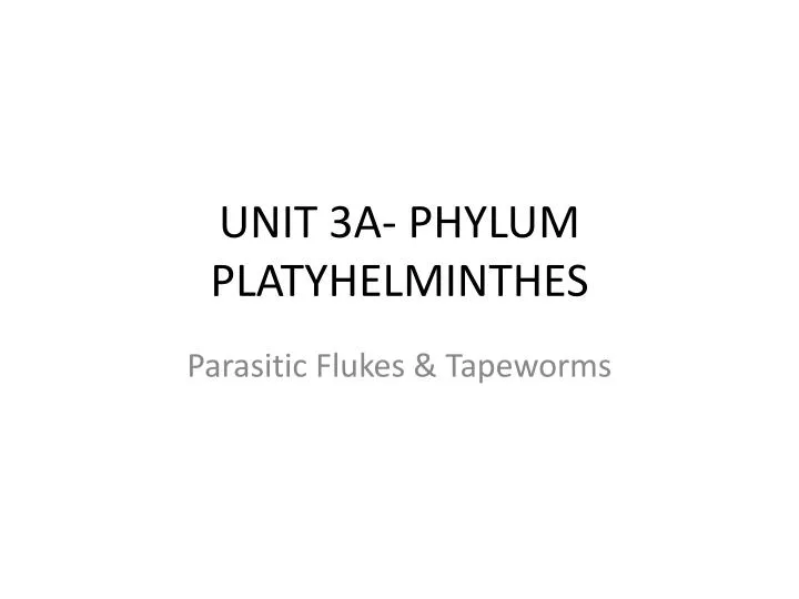 unit 3a phylum platyhelminthes