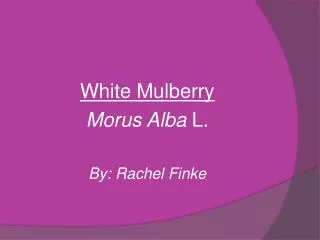 White Mulberry Morus Alba L. By: Rachel Finke