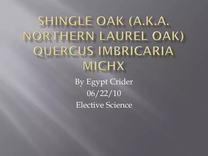 shingle oak a k a northern laurel oak quercus imbricaria michx
