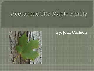 Aceraceae The Maple Family