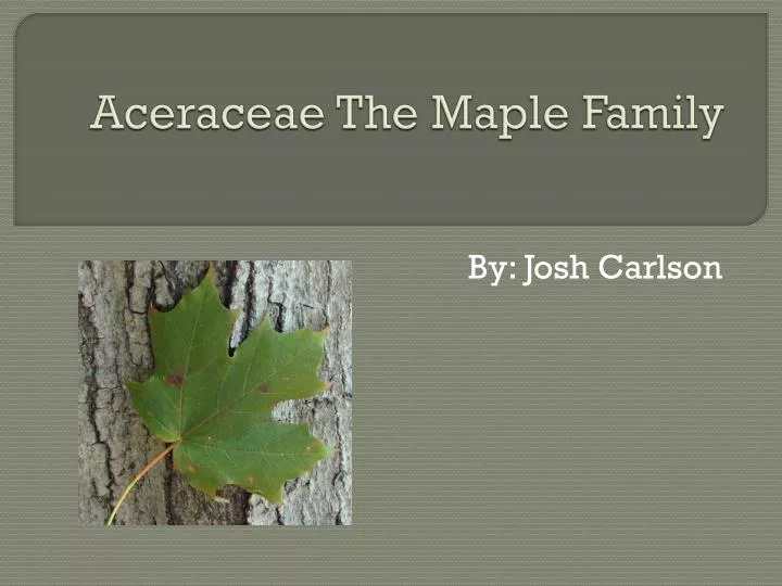 aceraceae the maple family