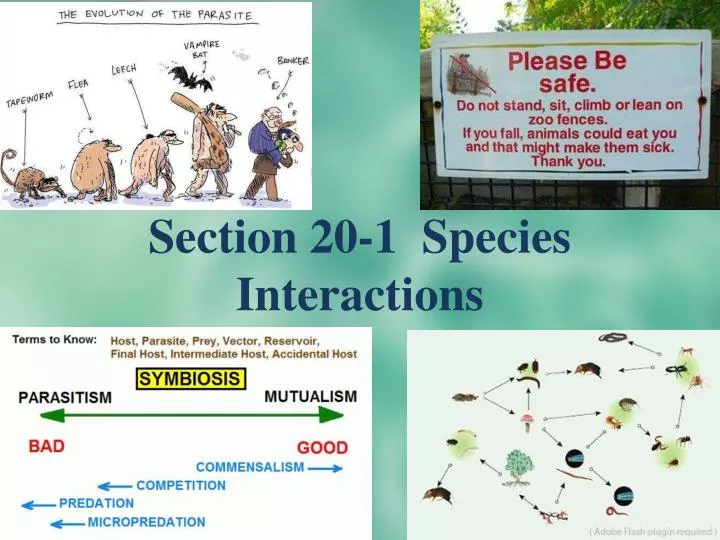section 20 1 species interactions