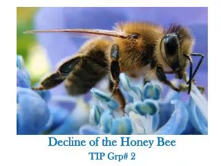 Decline of the Honey Bee TIP Grp # 2