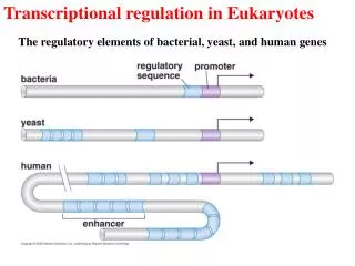 Transcriptional regulation in Eukaryotes