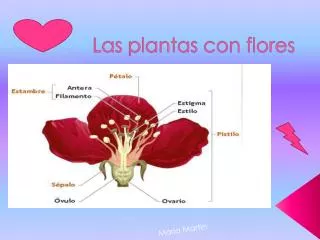 las plantas con flores