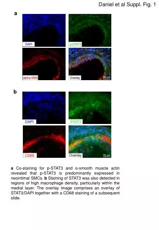 Daniel et al Suppl . Fig . 1