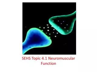 SEHS Topic 4.1 Neuromuscular Function