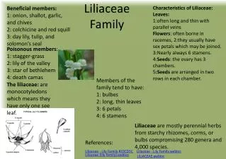 Liliaceae Family