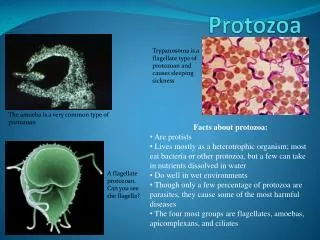 Protozoa By: Rukesh Chinthapatla &amp; Udara Fernando