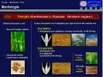 Morfologia - slide 1