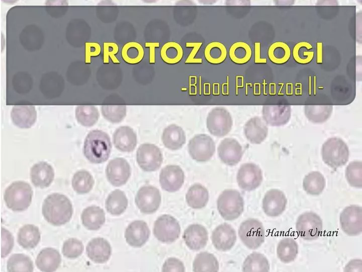 protozoologi blood protozoa ii