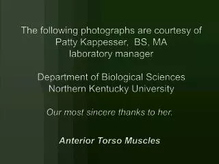 Our most sincere thanks to her. Anterior Torso Muscles