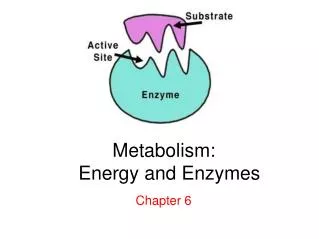 Metabolism:   Energy and Enzymes