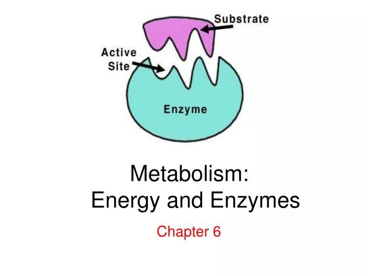 metabolism energy and enzymes