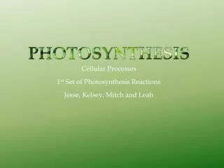 Cellular Processes 1 st Set of Photosynthesis Reactions Jesse, Kelsey, Mitch and Leah