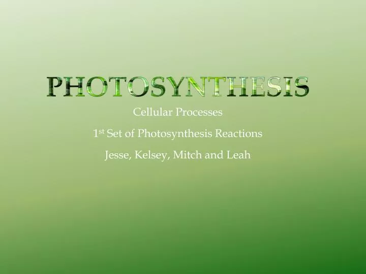cellular processes 1 st set of photosynthesis reactions jesse kelsey mitch and leah