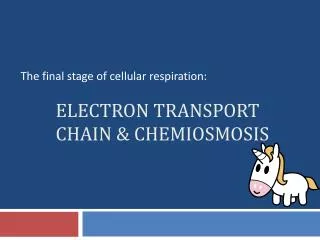 Electron Transport Chain &amp; Chemiosmosis