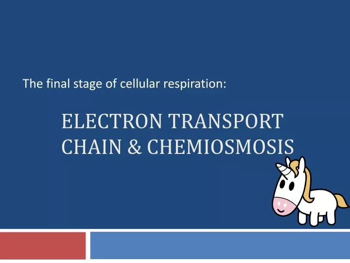 electron transport chain chemiosmosis