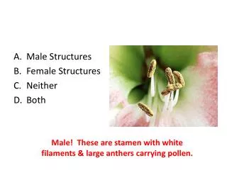 Male Structures Female Structures Neither Both