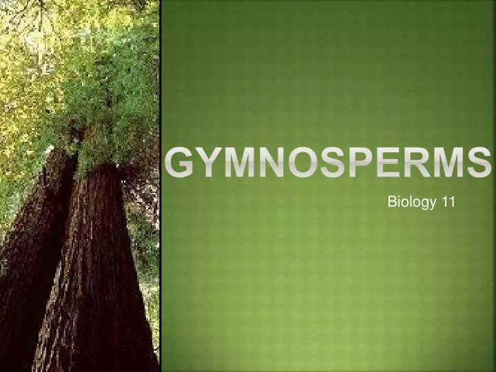 gymnosperms