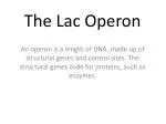 The Lac Operon - slide 1