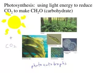 Photosynthesis: using light energy to reduce CO 2 to make CH 2 O (carbohydrate)