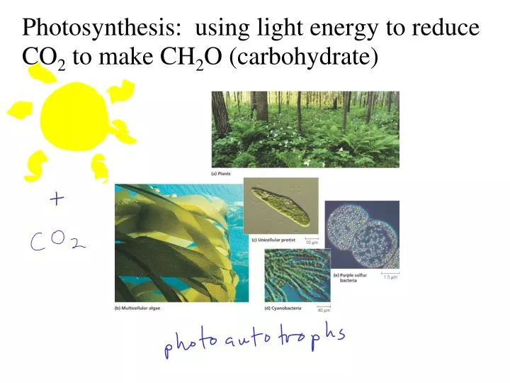 photosynthesis using light energy to reduce co 2 to make ch 2 o carbohydrate