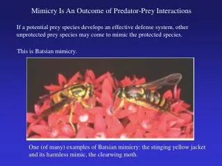 Mimicry Is An Outcome of Predator-Prey Interactions