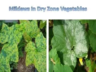 Mildews In Dry Zone Vegetables