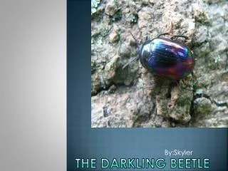 The Darkling Beetle