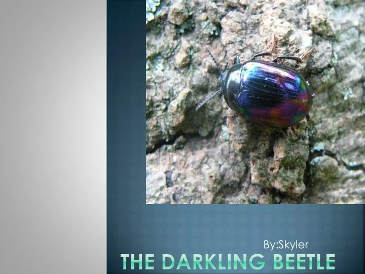 the darkling beetle