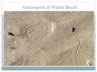 Gastropods at Wakra Beach