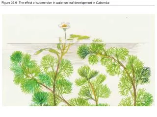 Figure 35.0 The effect of submersion in water on leaf development in Cabomba