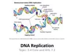 DNA Replication - slide 1