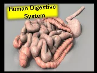Human Digestive S ystem