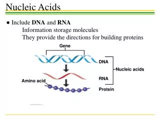 Gene