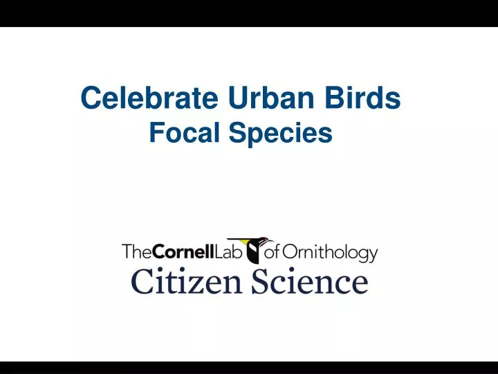 celebrate urban birds focal species