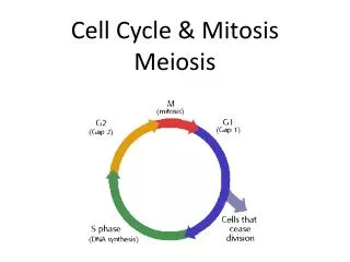 Cell Cycle &amp; Mitosis Meiosis