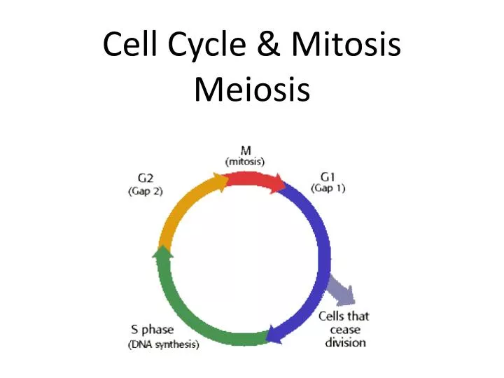 cell cycle mitosis meiosis