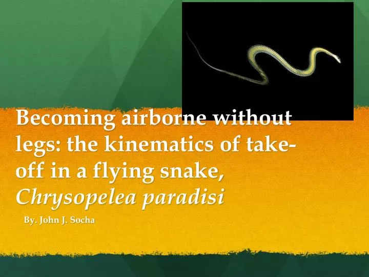 becoming airborne without legs the kinematics of take off in a flying snake chrysopelea paradisi