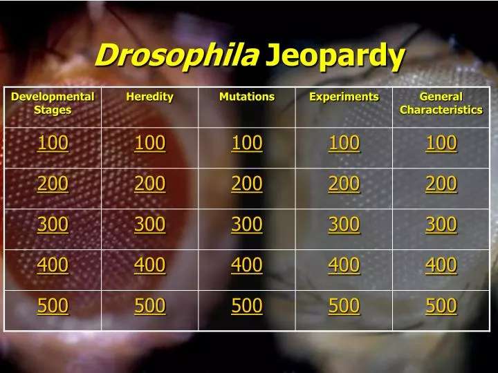 drosophila jeopardy