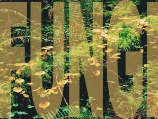 fungi