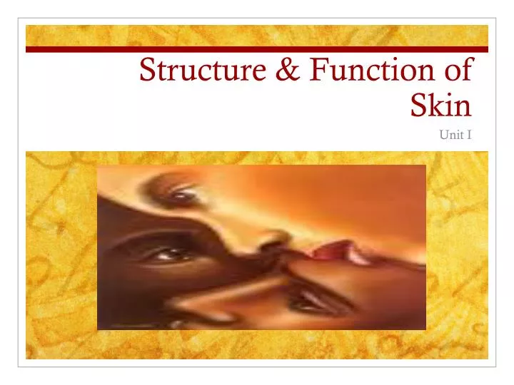 structure function of skin