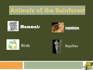 Animals of the Rainforest