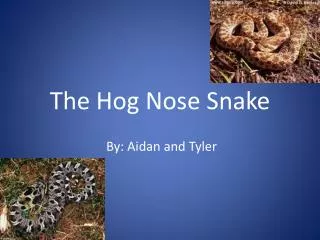 The Hog N ose Snake
