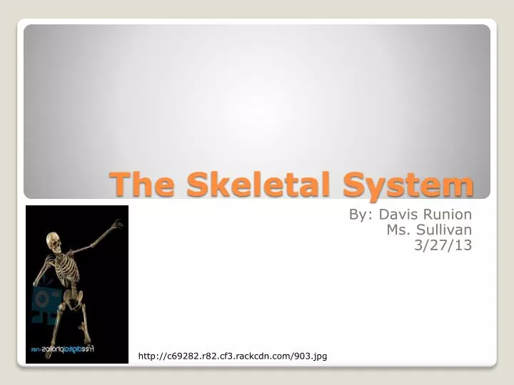 the skeletal system